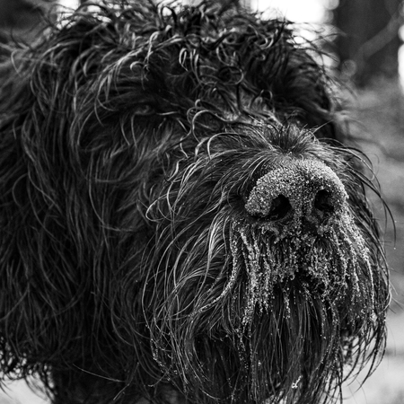 Entry image for Ruthie. Clicking this image will show a larger photo