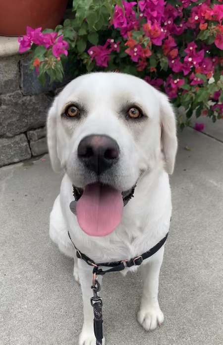 Entry image for Figgy. Clicking this image will show a larger photo