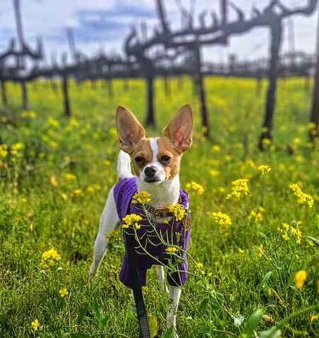 Entry image for Scooter. Clicking this image will show a larger photo