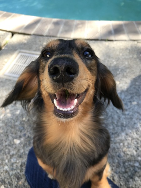 Entry image for Max . Clicking this image will show a larger photo