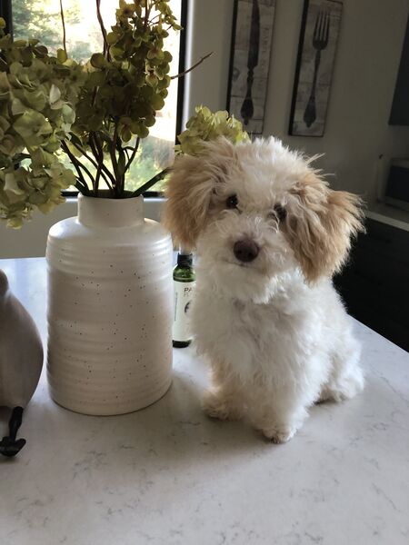 Entry image for Bentley. Clicking this image will show a larger photo