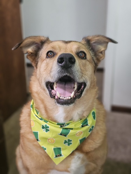 Entry image for Cactus. Clicking this image will show a larger photo