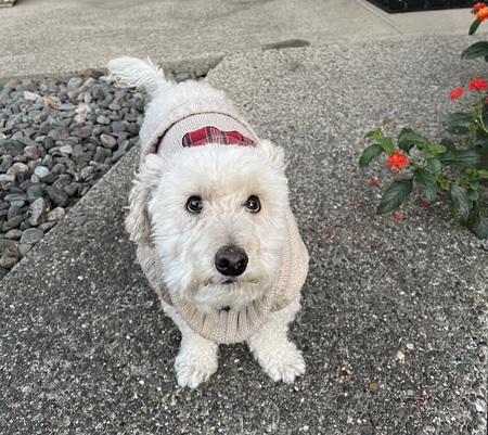 Entry image for Goofy. Clicking this image will show a larger photo