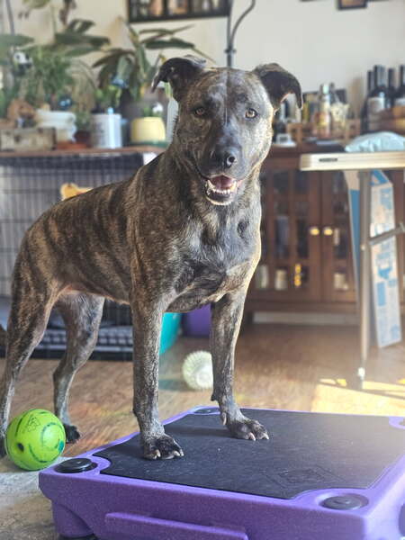 Entry image for Rosie. Clicking this image will show a larger photo