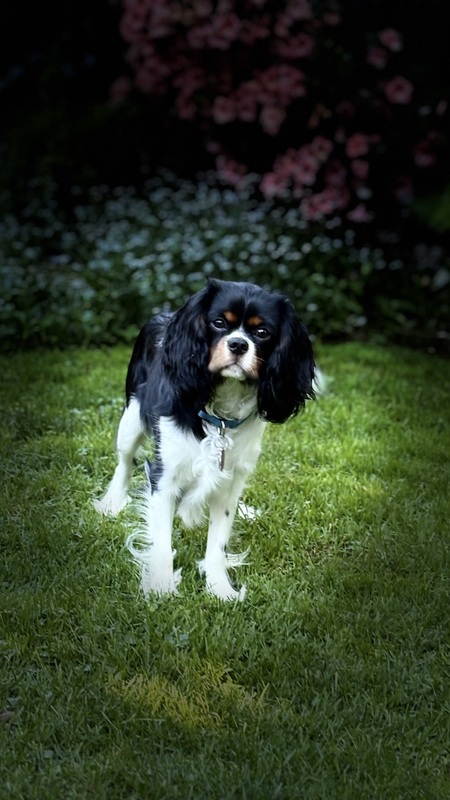 Entry image for Ember. Clicking this image will show a larger photo