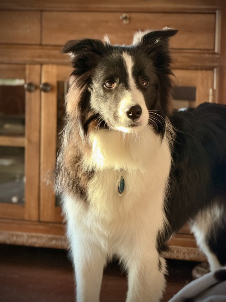 Entry image for Bodi. Clicking this image will show a larger photo