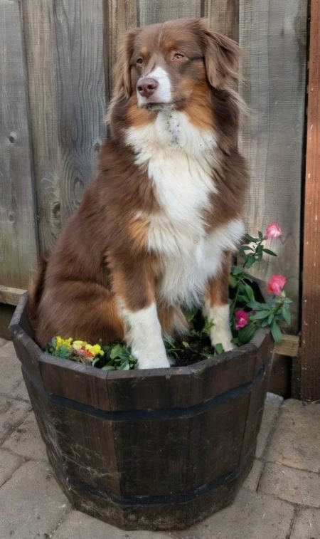 Entry image for Hermione . Clicking this image will show a larger photo