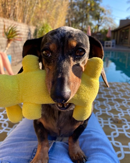 Entry image for Minnie . Clicking this image will show a larger photo