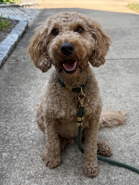 Entry image for Luna. Clicking this image will show a larger photo