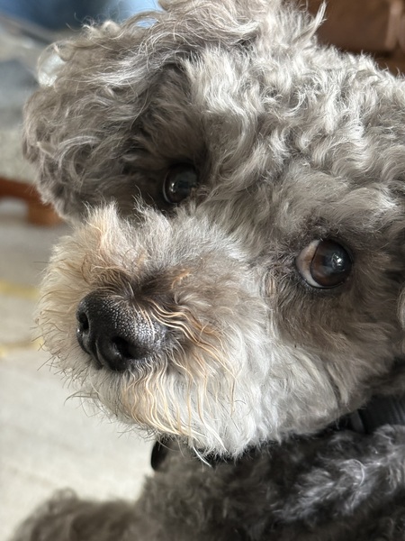 Entry image for Shep. Clicking this image will show a larger photo