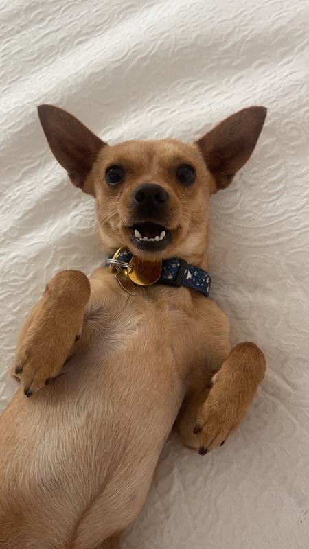 Entry image for Dante. Clicking this image will show a larger photo