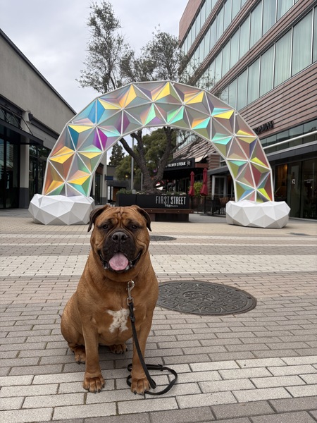 Entry image for Stella Blue. Clicking this image will show a larger photo