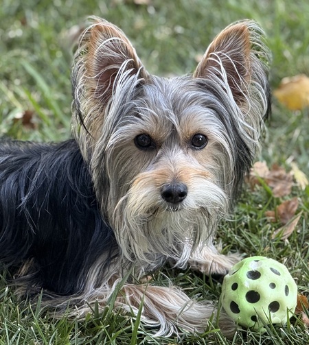 Entry image for Winston. Clicking this image will show a larger photo