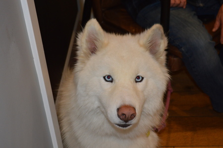 Entry image for Frankie. Clicking this image will show a larger photo