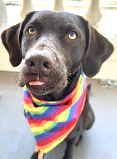 Entry image for Lady Remington. Clicking this image will show a larger photo