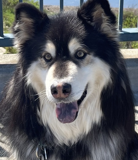 Entry image for Raven. Clicking this image will show a larger photo