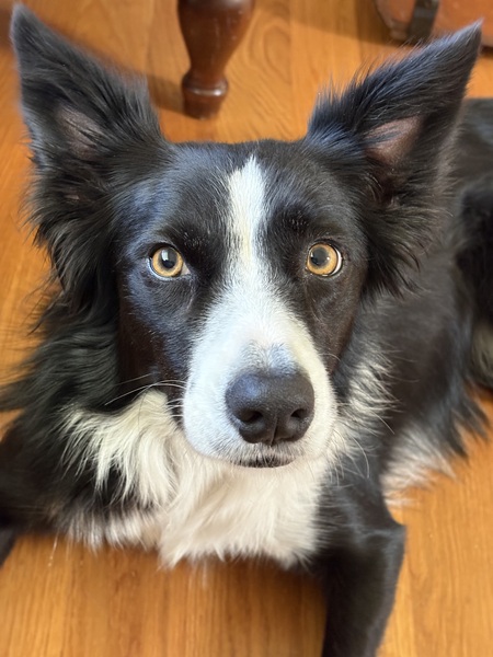 Entry image for Millie. Clicking this image will show a larger photo