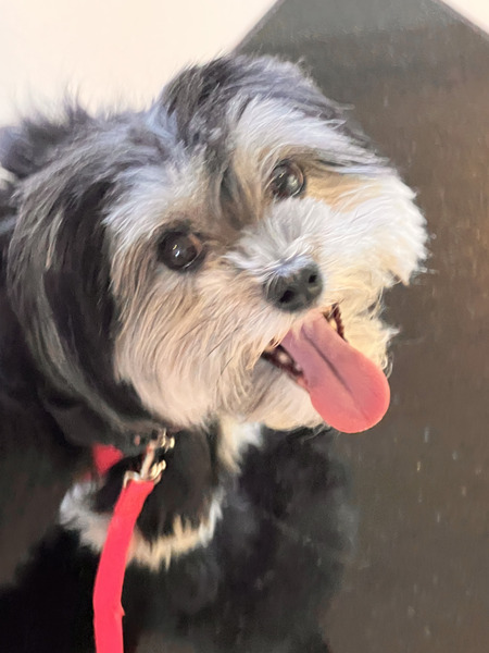 Entry image for Pepper. Clicking this image will show a larger photo