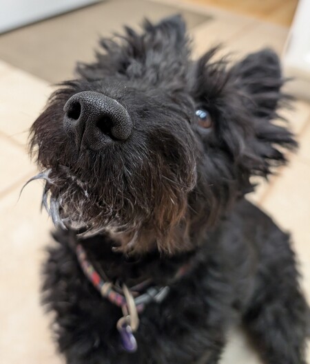 Entry image for Bonnie. Clicking this image will show a larger photo