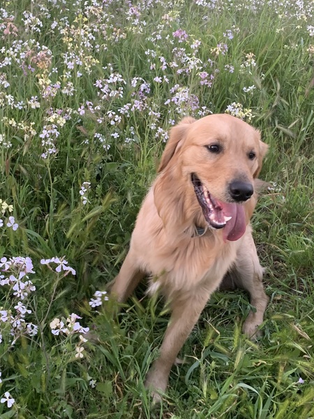 Entry image for Archie. Clicking this image will show a larger photo