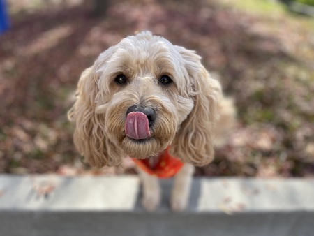 Entry image for Rosie. Clicking this image will show a larger photo