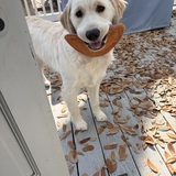 Entry image for Gracie Lou