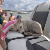 Entry image for Dennis