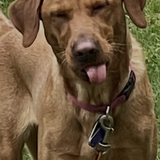 Entry image for Roo