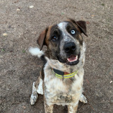 Entry image for Beau 