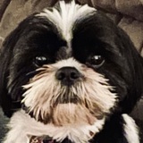 Entry image for Spot