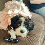 Entry image for Willow