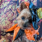 Entry image for Rusty