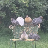 Entry image for The artist hens