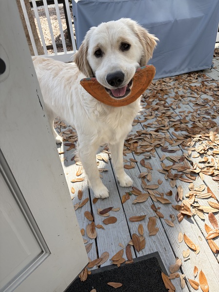Entry image for Gracie Lou. Clicking this image will show a larger photo