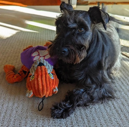 Entry image for Missy. Clicking this image will show a larger photo