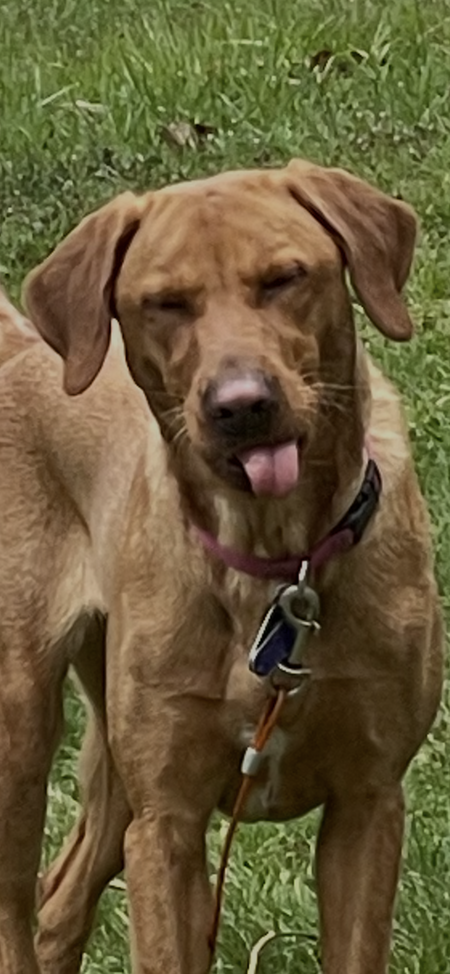 Entry image for Roo. Clicking this image will show a larger photo