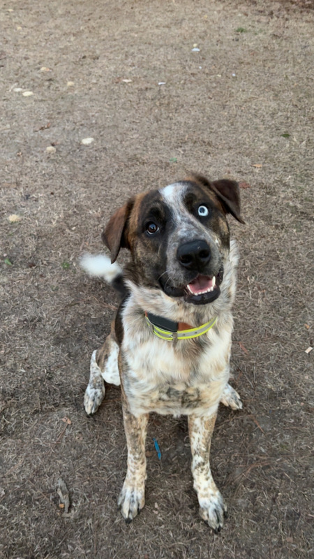 Entry image for Beau . Clicking this image will show a larger photo