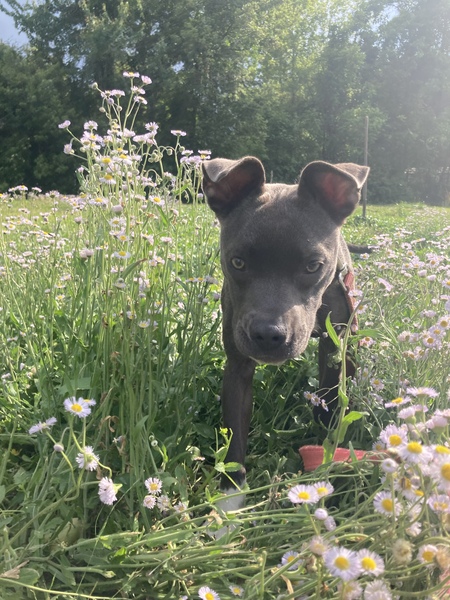 Entry image for Winnie. Clicking this image will show a larger photo