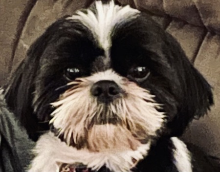 Entry image for Spot. Clicking this image will show a larger photo