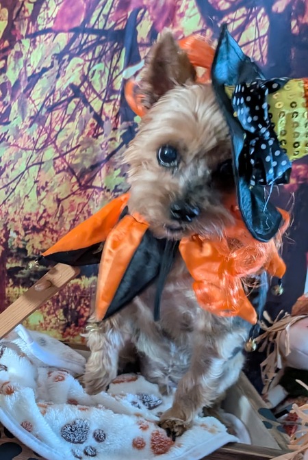 Entry image for Rusty. Clicking this image will show a larger photo