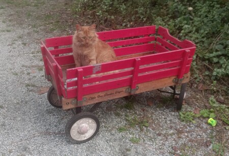 Entry image for Rusty. Clicking this image will show a larger photo