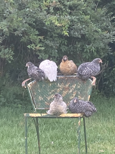 Entry image for The artist hens. Clicking this image will show a larger photo