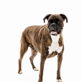 Entry image for Elway