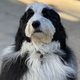 Entry image for Cooper