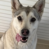 Entry image for SHILOH