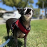 Entry image for Obi-Juan