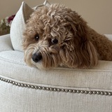 Entry image for Beau