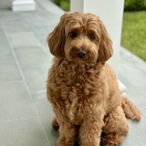 Entry image for Daisy