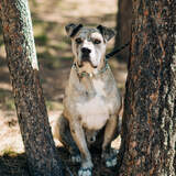 Entry image for Mr Diesel Meatball