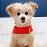 Entry image for Louie